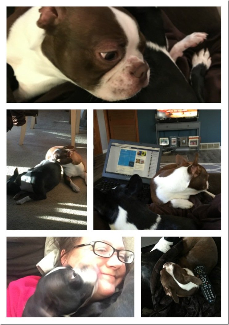 PicMonkey Collage - dogs